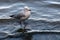 Seagull walking