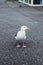 Seagull walking alone on the street