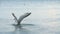 Seagull walking along a beach