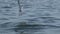 Seagull walking along a beach