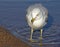 Seagull walking along shoreline in water looking for food