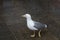 Seagull walking around the square in search of food