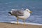 Seagull Walking by the Beach