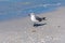 A seagull walking on the beach