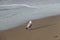 Seagull walking on the beach of baltic sea