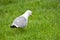 Seagull walking on grass