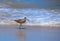 Seagull walking ocean beach