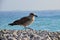 Seagull walking on pebble beach closeup