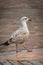 Seagull walking proudly