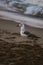 Seagull walking on the sand of the beach