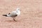 Seagull walking on sand closeup birds sea world free