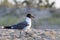 Seagull walking on sand at the ocean with blurry background