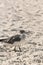 Seagull walking on a sandy beach