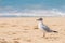 seagull walking at the sandy beach. The concept of ornithology and bird gaze
