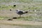 Seagull walking between seaweed and sand in the ria de combarro, pontevedra