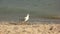 Seagull walking, slow motion.