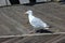 Seagull Walking on Wooden Deck