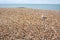 Seagull walks across shingle beach in Eastbourne