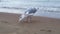 A seagull walks along the seashore. Feeding seagulls on the background of the sea. Seagull eats bird food from hand.