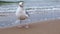 A seagull walks along the seashore. Feeding seagulls on the background of the sea. Seagull eats bird food from hand.