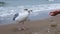 A seagull walks along the seashore. Feeding seagulls on the background of the sea. Seagull eats bird food from hand.