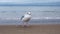 A seagull walks along the seashore. Feeding seagulls on the background of the sea. Seagull eats bird food from hand.