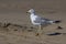 Seagull walks on a beach