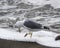 Seagull walks on the foam from the surf and looks