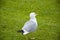 Seagull walks on green grass. gull walk in italy park. beautiful and funny seagull on green grass. The common gull. Sea gull on