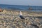 A seagull walks on the sand on a crowded sea beach