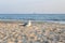 A seagull walks on the sand on a crowded sea beach