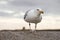 Seagull on the wall near the sea, UK