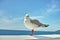 Seagull, walll and ocean environment or fowl wildlife at coastal sea habitat for relax, calm or sitting. Bird, feathers