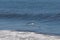 This seagull was gliding on the bay breeze coming off the ocean. Black outlined with white belly. Wings are outstretched to soar.