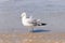 This seagull was standing on the edge of the beach in the sand when I took this picture. I love these birds at the ocean.