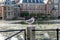 Seagull watches the Hofvijver court pond in front of the buildings of the Dutch parliament, The Hague, Netherlands