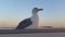 Seagull watching around on a roof