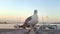 Seagull watching around on a roof