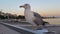 Seagull watching around on a roof