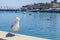 Seagull watching the Boats docked in a Marina in Cascais