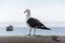 Seagull watching the ocean