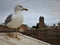 Seagull watching over the Palatine Hill in Rome