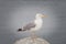 Seagull watching the sea in a cloudy day