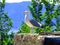 Seagull watching from a stone perch