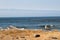 Seagull watching Surfers on Seaside Oregon Beach