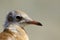 Seagull water bird portrait head and eyes