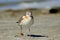 Seagull water bird walk on the lake side