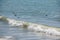 Seagull in water. Black headed gull swimming against waves in summer. Chroicocephalus ridibundus. Lake Geneva, Switzerland