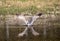 Seagull in water like x in water with wingspan