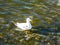 Seagull water nature light birds relax